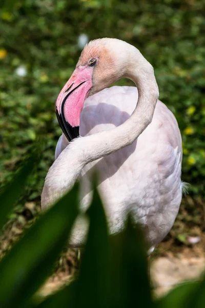 Flamingo Vogels Staan Vinden Voedsel Het Meer Zomer — Stockfoto