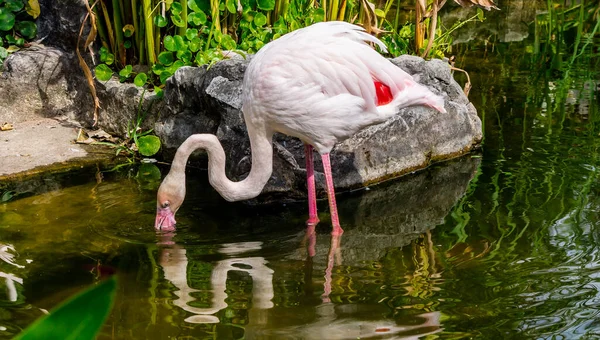 Flamingos Stehen Sommer See Und Finden Nahrung — Stockfoto