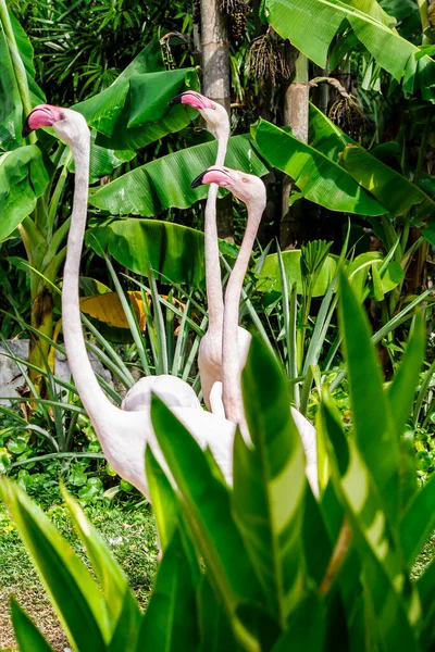 Flamingo Vogels Staan Vinden Voedsel Het Meer Zomer — Stockfoto