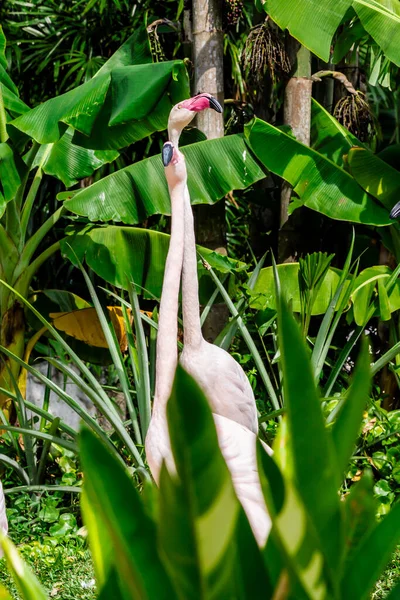 Flamingo Vogels Staan Vinden Voedsel Het Meer Zomer — Stockfoto