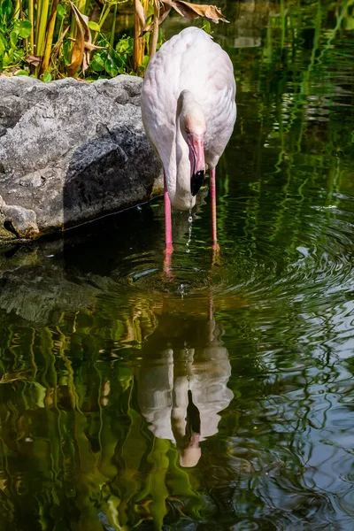 Flamingos Stehen Sommer See Und Finden Nahrung — Stockfoto