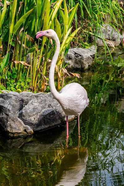 Flamingo Vogels Staan Vinden Voedsel Het Meer Zomer — Stockfoto