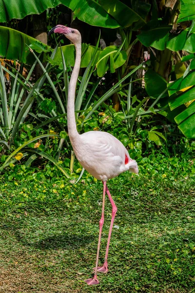 Flamencos Aves Pie Encontrar Comida Lago Verano — Foto de Stock