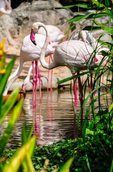 Flamingos Stehen Sommer See Und Finden Nahrung — Stockfoto