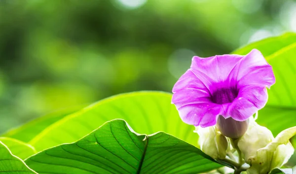 象爬虫花盛开在美丽舒适的家庭花圃中 雨季来临 — 图库照片