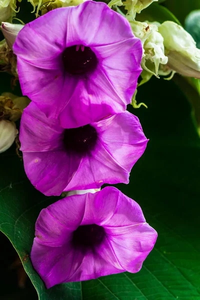 Elefanten Schlingblumen Blühen Schönheit Gemütlichen Heimischen Blumengarten Der Regenzeit — Stockfoto