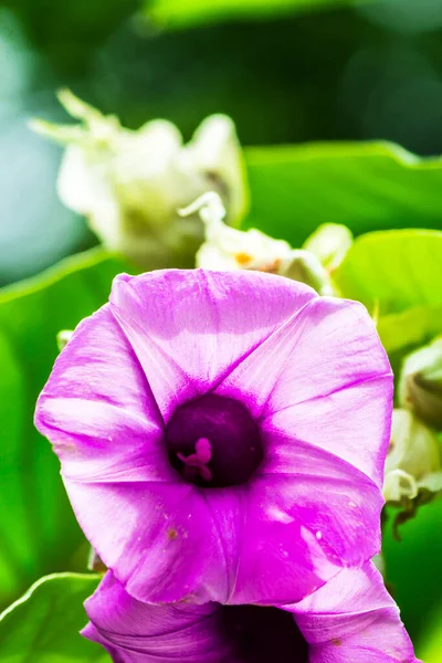 Elephant creeper flowers blooming in beauty cozy home flower garden on the rainy season.