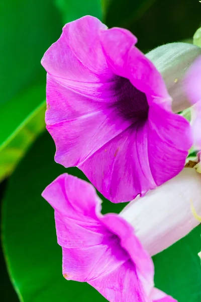 Słoń Creeper Kwiaty Kwitnące Piękno Przytulny Dom Kwiat Ogród Porze — Zdjęcie stockowe