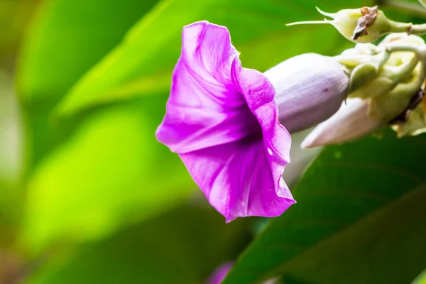 Elefante Flores Enredaderas Que Florecen Belleza Acogedor Jardín Flores Caseras — Foto de Stock