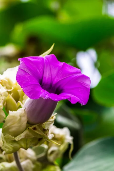 Elephant creeper flowers blooming in beauty cozy home flower garden on the rainy season.