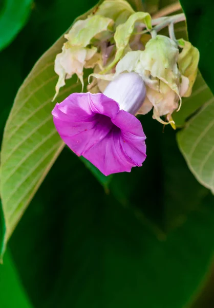 Elephant creeper flowers blooming in beauty cozy home flower garden on the rainy season.