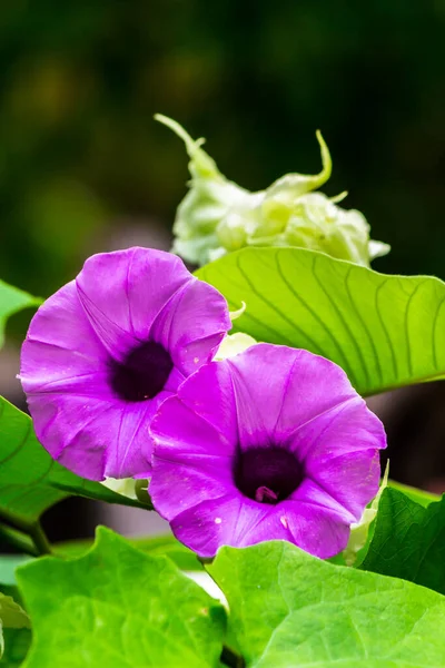 Elefanten Schlingblumen Blühen Schönheit Gemütlichen Heimischen Blumengarten Der Regenzeit — Stockfoto