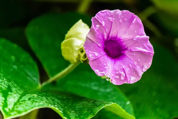 Elefanten Schlingblumen Blühen Schönheit Gemütlichen Heimischen Blumengarten Der Regenzeit — Stockfoto