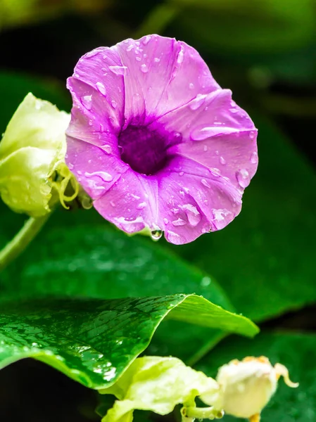 象爬虫花盛开在美丽舒适的家庭花圃中 雨季来临 — 图库照片