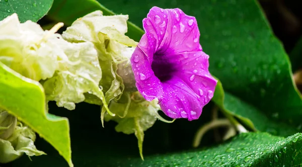 梅雨時に美しい居心地の良い家庭の花の庭に咲く象のクリーパーの花 — ストック写真