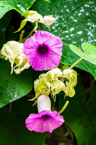 Elephant creeper flowers blooming in beauty cozy home flower garden on the rainy season.