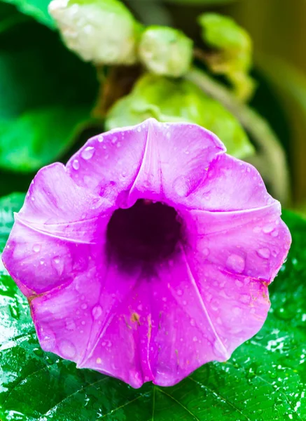 梅雨時に美しい居心地の良い家庭の花の庭に咲く象のクリーパーの花 — ストック写真