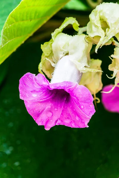 Elefante Flores Trepadeiras Florescendo Beleza Aconchegante Casa Jardim Flores Estação — Fotografia de Stock