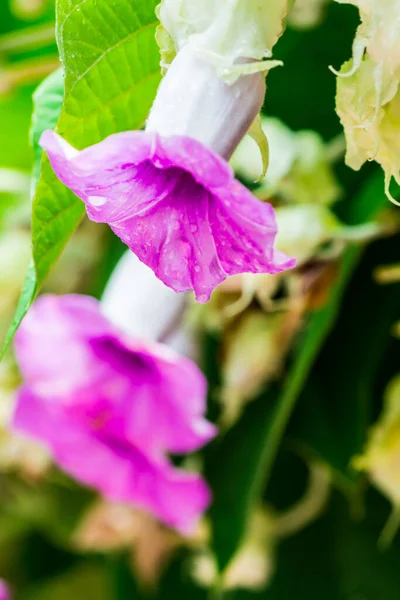 象爬虫花盛开在美丽舒适的家庭花圃中 雨季来临 — 图库照片