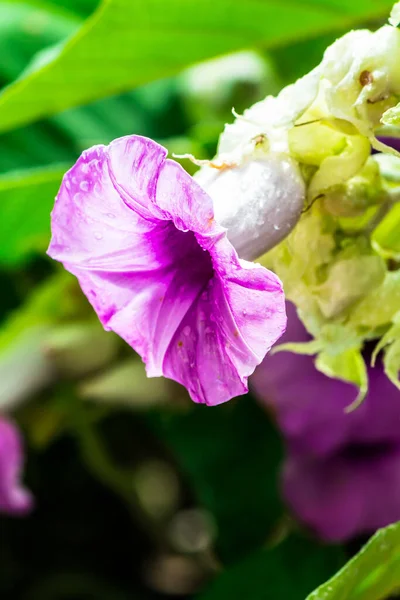 象爬虫花盛开在美丽舒适的家庭花圃中 雨季来临 — 图库照片