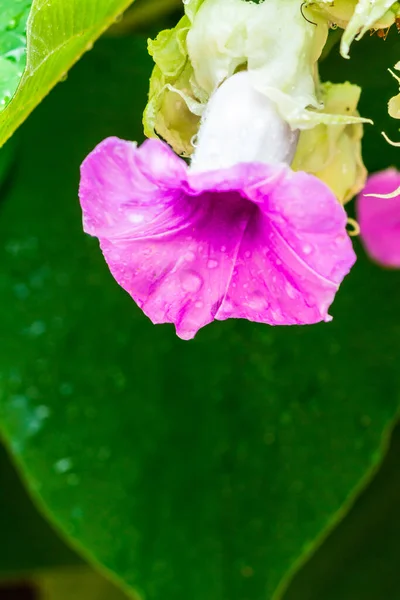 梅雨時に美しい居心地の良い家庭の花の庭に咲く象のクリーパーの花 — ストック写真