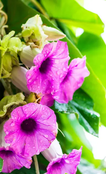 Elephant creeper flowers blooming in beauty cozy home flower garden on the rainy season.