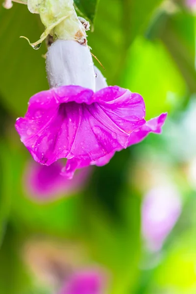 梅雨時に美しい居心地の良い家庭の花の庭に咲く象のクリーパーの花 — ストック写真