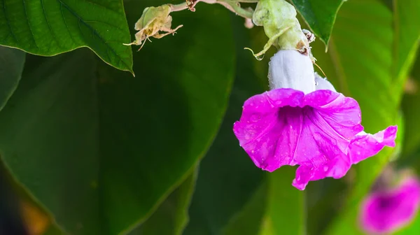 Elefanten Schlingblumen Blühen Schönheit Gemütlichen Heimischen Blumengarten Der Regenzeit — Stockfoto