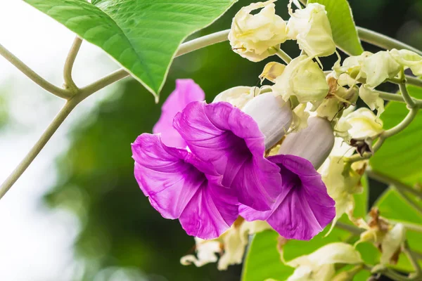 Elephant creeper flowers blooming in beauty cozy home flower garden on the rainy season.