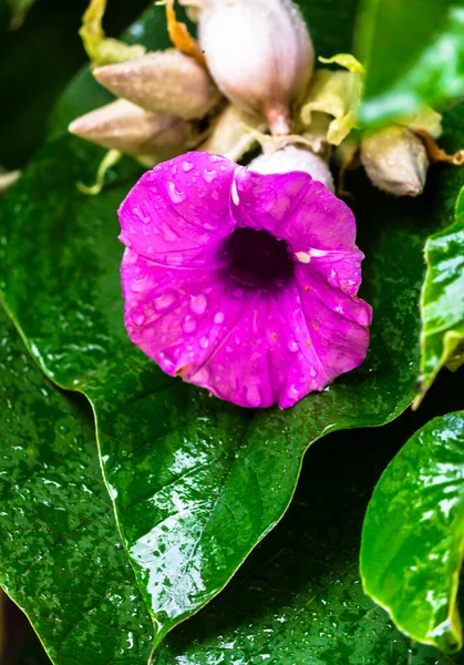 梅雨時に美しい居心地の良い家庭の花の庭に咲く象のクリーパーの花 — ストック写真