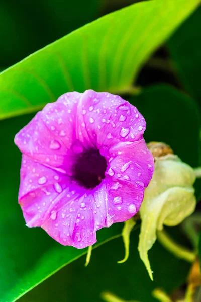 象爬虫花盛开在美丽舒适的家庭花圃中 雨季来临 — 图库照片