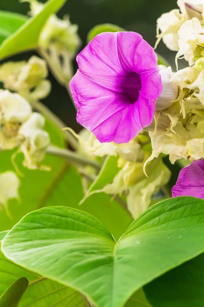 Éléphant Fleurs Rampantes Fleurissant Dans Beauté Confortable Jardin Fleurs Maison — Photo