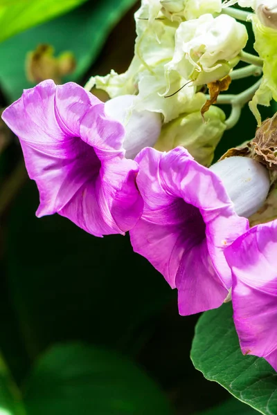 Elefante Flores Trepadeiras Florescendo Beleza Aconchegante Casa Jardim Flores Estação — Fotografia de Stock