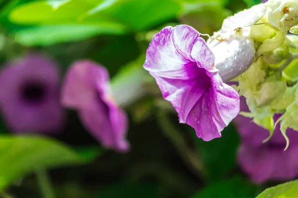 Elefanten Schlingblumen Blühen Schönheit Gemütlichen Heimischen Blumengarten Der Regenzeit — Stockfoto