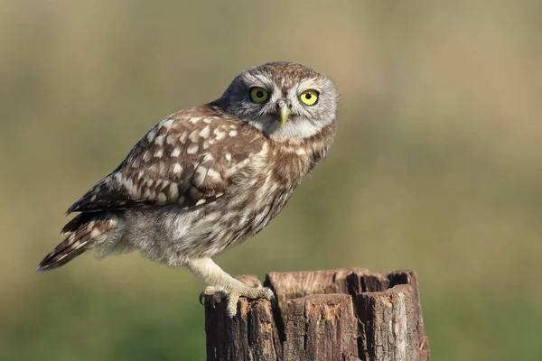 Die Kleine Eule Athene Noctua Sitzt Abends Auf Dem Baumstumpf — Stockfoto