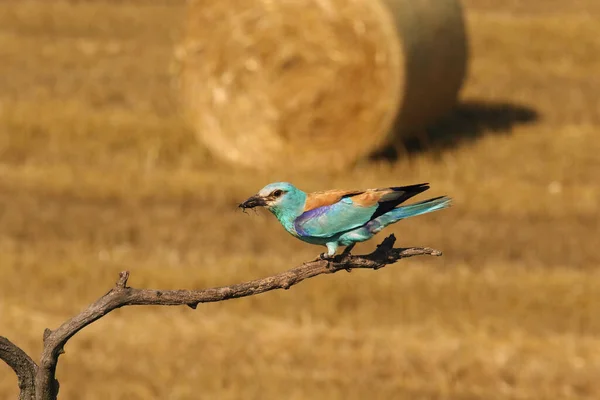 Rolo Europeu Coracias Garrulus Está Sentado Ramo Com Grande Besouro — Fotografia de Stock