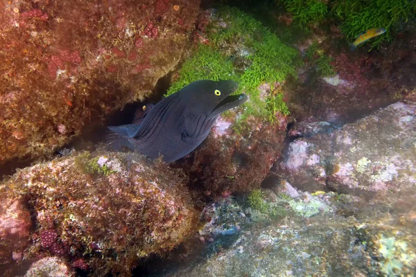 黑鳗鱼 Muraena Augusti 在岩石中搭配Moray鳗鱼 两只黄眼睛的鳗鱼从石头下面往外张望 一个是身体的一半 另一个主要是眼睛 — 图库照片