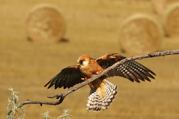 Fêmea Falcão Pés Vermelhos Falco Vespertinus Está Tocando Ramo Meio — Fotografia de Stock