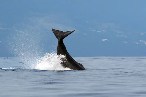 Kaskelotval Physeter Macrocephalus Eller Kachalot Kaskelvalstjärt — Stockfoto