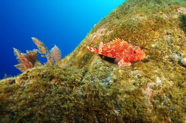 Madeira Skalní Ryby Scorpaena Maderensis Skále — Stock fotografie