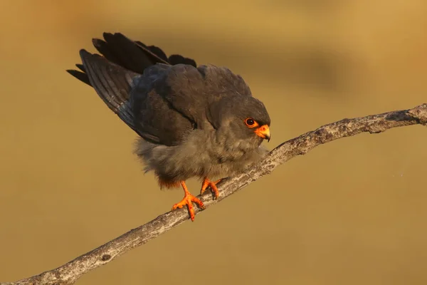 Mâle Faucon Pieds Rouges Ouest Falco Vespertinus Assis Sur Branche — Photo
