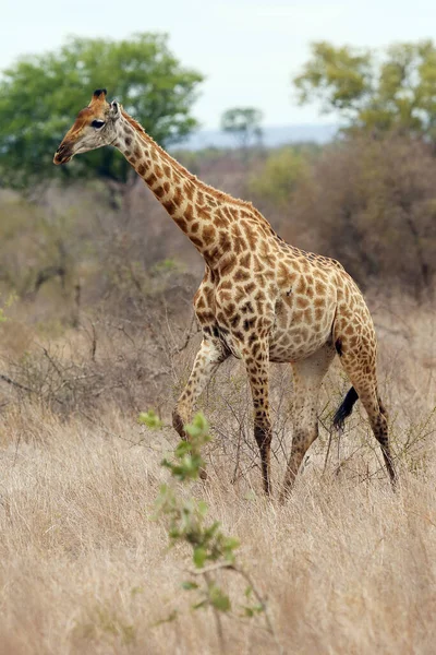 마사이족 Giraffa Camelardalis Tippelskirchi 사바나 지역에 마사이족 기린의 철자였다 — 스톡 사진