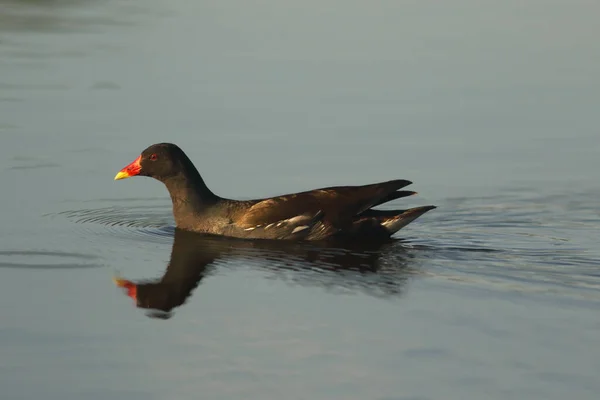 Coot Eurasian Fulica Atra Que Flutua Água Lagoa — Fotografia de Stock