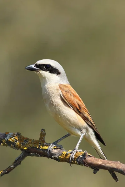 Shrike Vermelho Apoiado Lanius Collurio — Fotografia de Stock