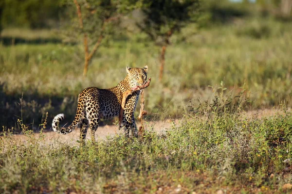 Afrika Leoparı Panthera Pardus Pardus Genç Dişi Ilk Sabah Avıyla — Stok fotoğraf