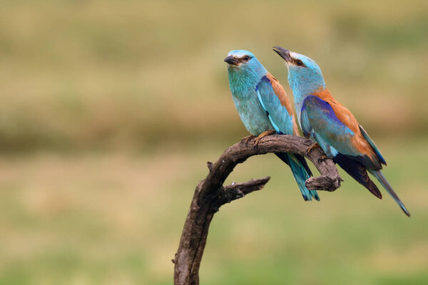 The European roller (Coracias garrulus) flowing pair on branch with green field in background.