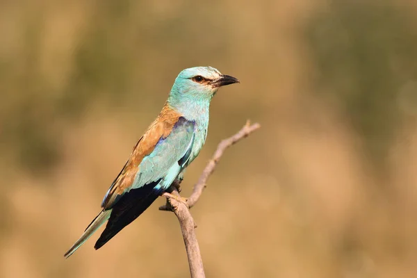 European Roller Coracias Garrulus Sitting Branch Middle Grassland — Stock Photo, Image