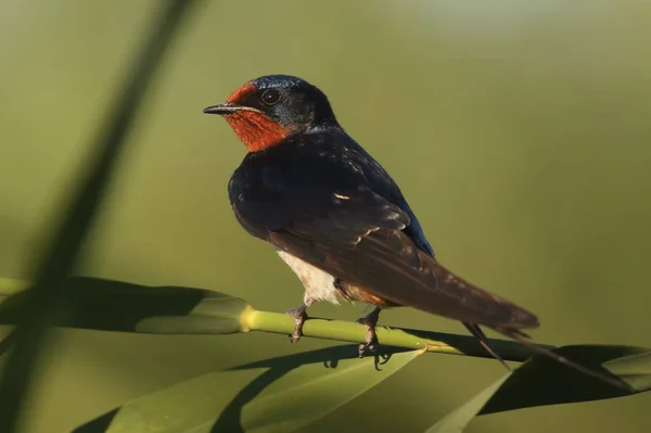 Andorinha Celeiro Hirundo Rustica Está Sentada Palheta Com Fundo Verde — Fotografia de Stock