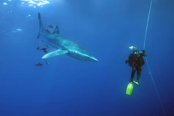 Mavi Köpekbalığı Prionace Glauca Okyanus Mavisi Dalgıçla Birlikte — Stok fotoğraf