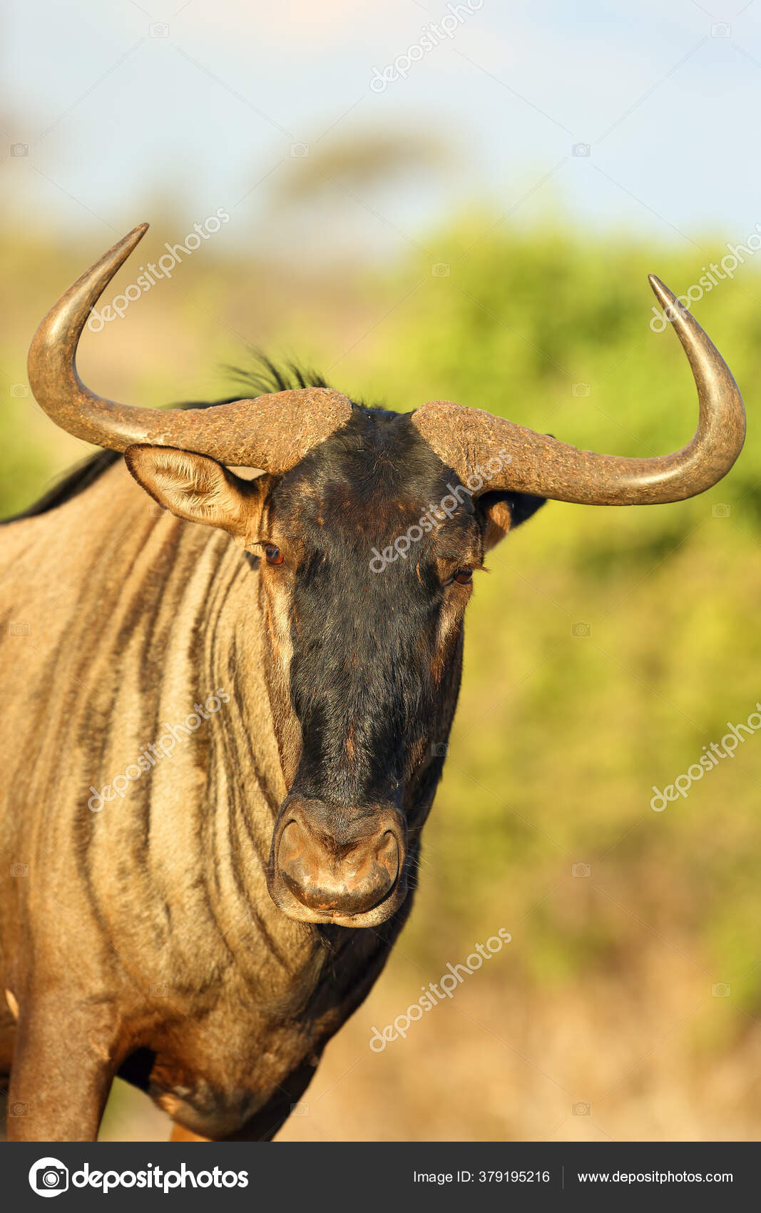 Den Blå Gnuer Connochaetes Taurinus Også Kaldet Den Fælles Gnuer —  Stockfoto © arepiv #379195216, image size:1067x1700